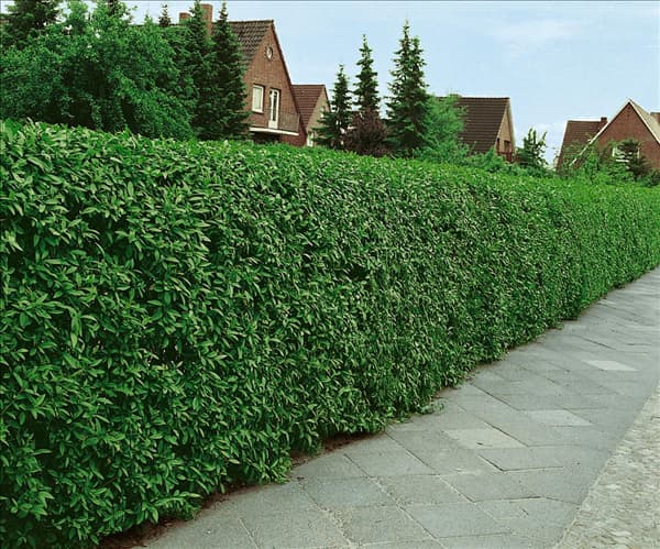 Ligustrum vulgare Atrovirens