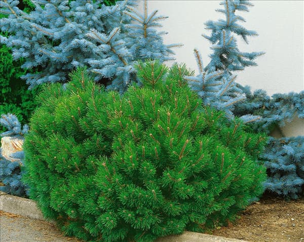 Pinus mugo