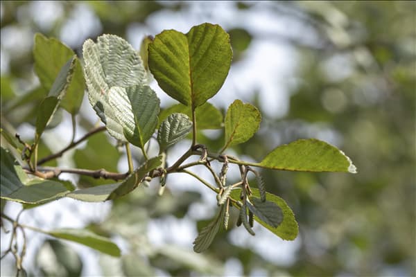 Alnus glutinosa