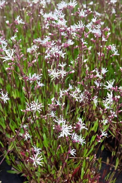 Silene flos-cuculi White Robin