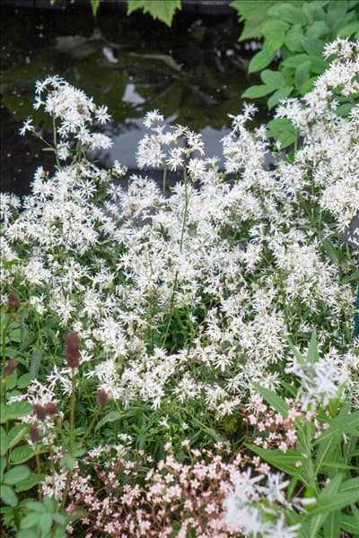 Lychnis flos-cuculi White Robin