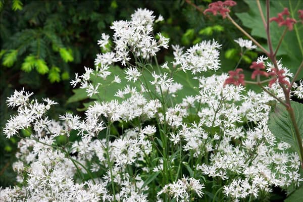 Lychnis flos-cuculi White Robin