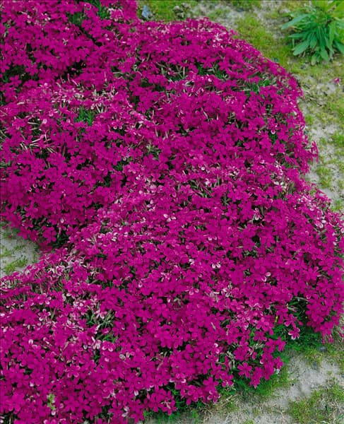 PHLOX DOUGLASII CRACKERJACK