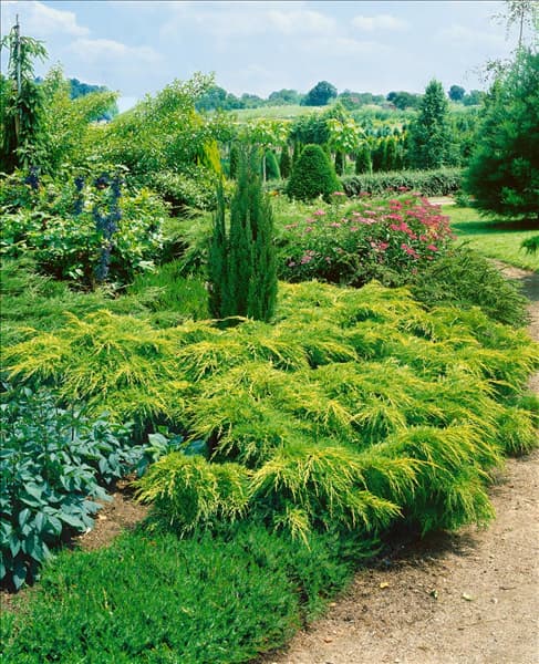 Juniperus chinensis Pfitzeriana Aurea