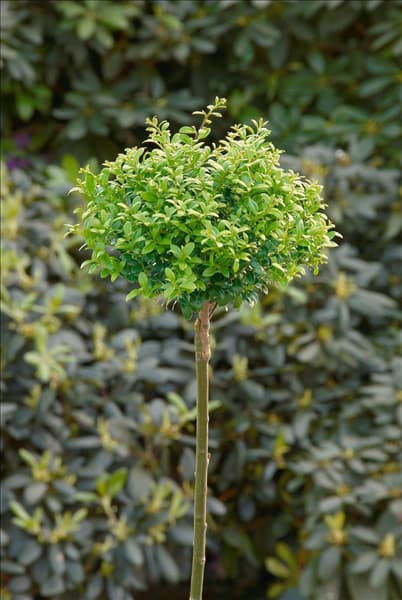 Ilex crenata Glorie Gem