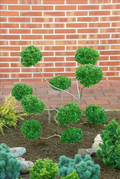 Ilex crenata Glorie Gem