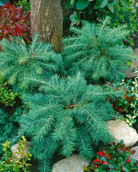 Larix kaempferi Blue Dwarf