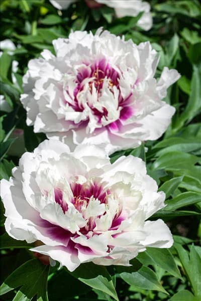 Paeonia Raggedy Ann
