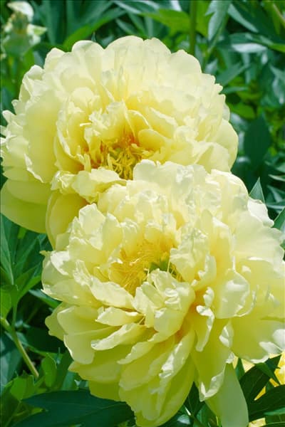Paeonia Bartzella