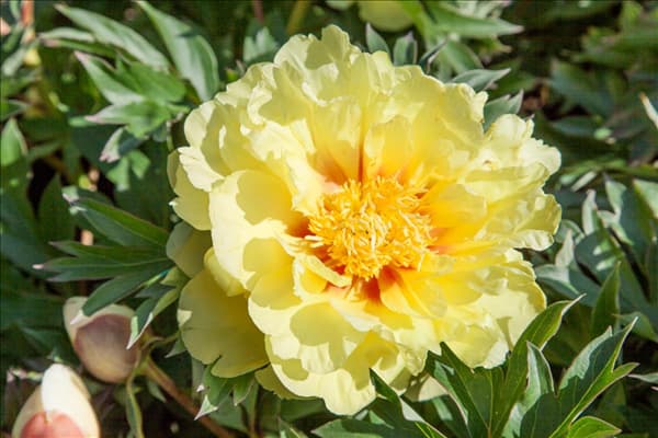 Paeonia Bartzella