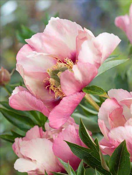 Paeonia Old Rose Dandy