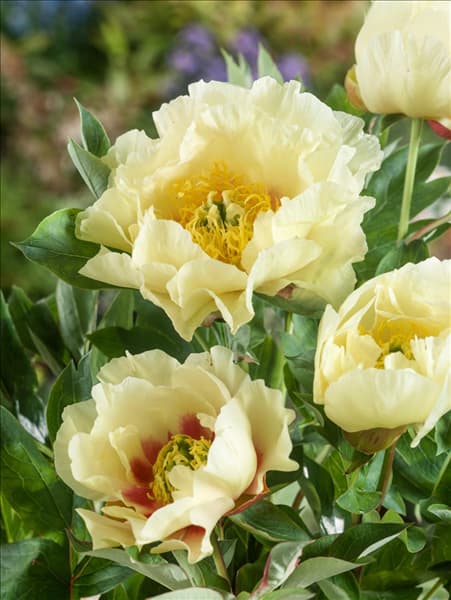 Paeonia Itoh Yellow Gem