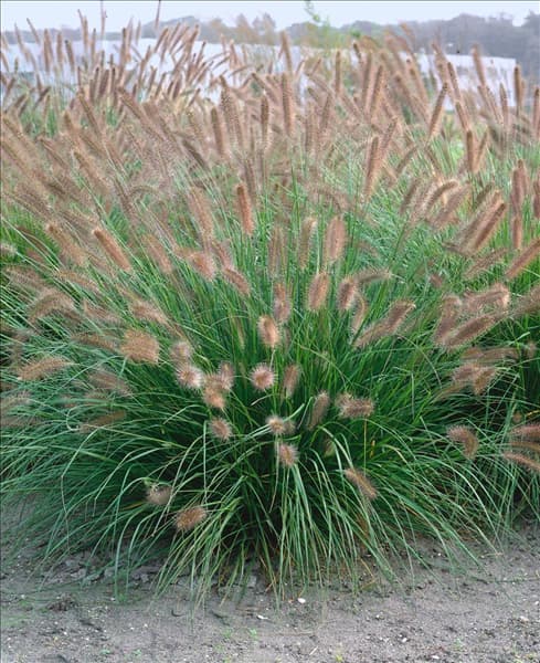 PENNISETUM ALOPECUROIDES HERBSTZAUBER