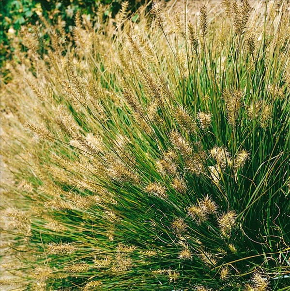 PENNISETUM ALOPECUROIDES LITTLE BUNNY