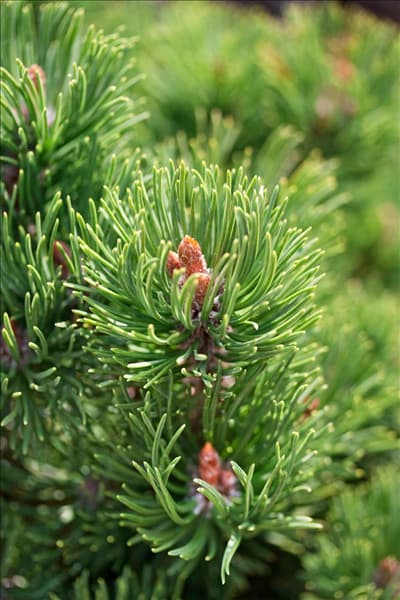 Pinus mugo Picobello