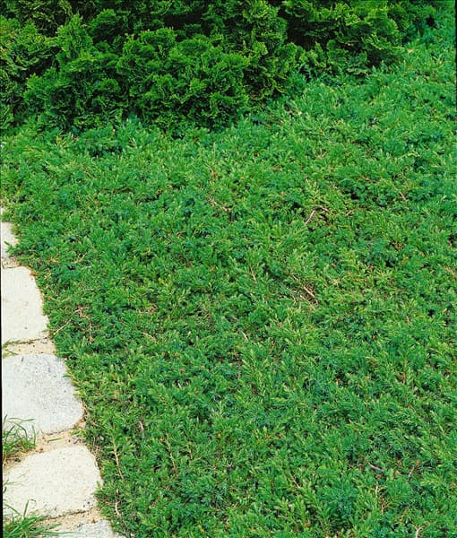Juniperus communis Green Carpet