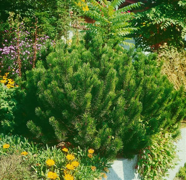 PINUS MUGO VARIEGATA MUGHUS