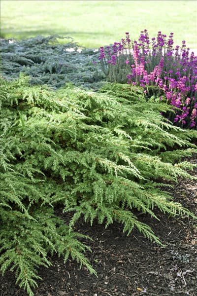 Juniperus communis Green Carpet