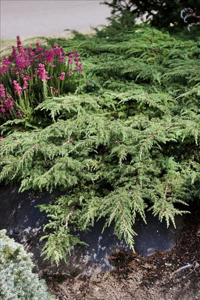 Juniperus communis Green Carpet