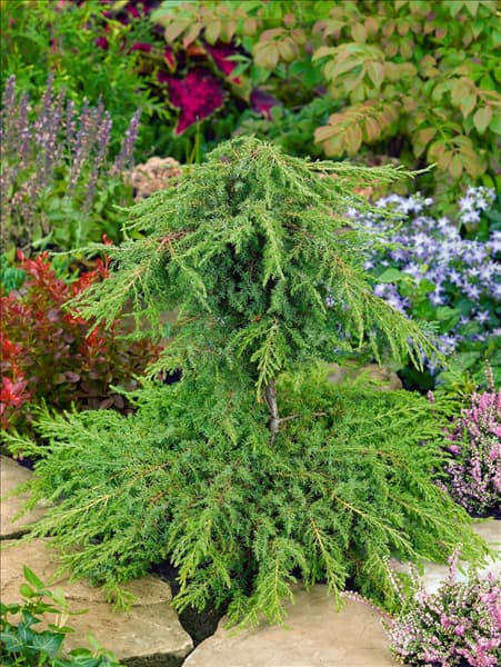 Juniperus communis Green Carpet