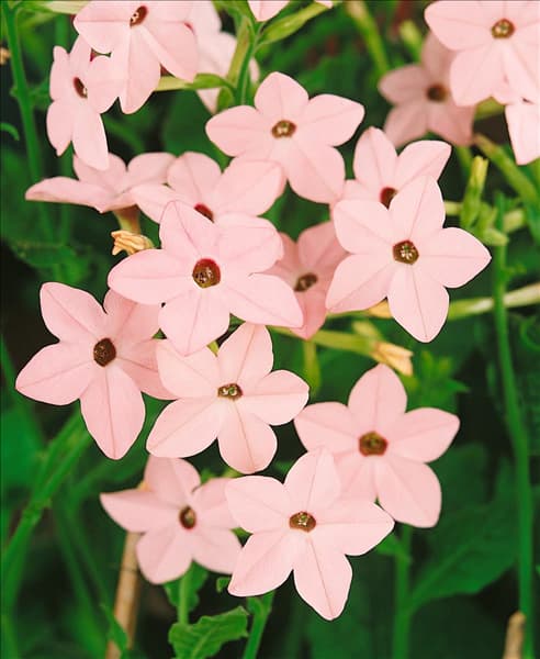NICOTIANA ALATA / APRICOT