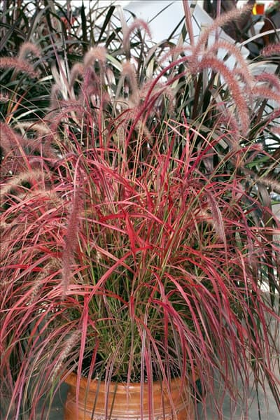 Pennisetum setaceum Fireworks im Topf