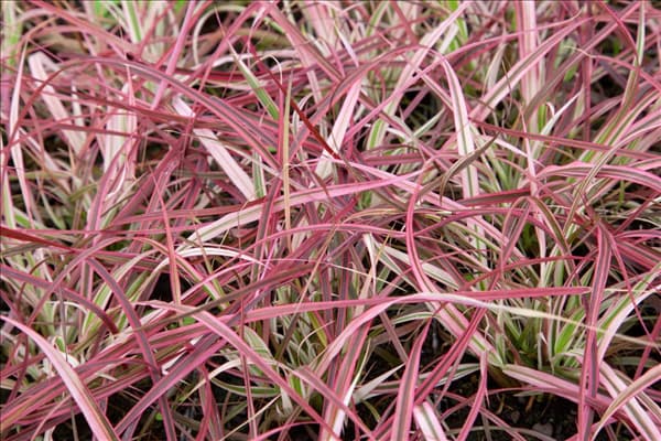 Pennisetum setaceum Fireworks