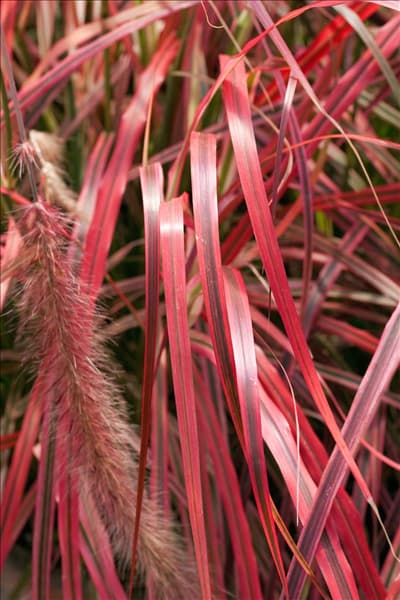 Pennisetum setaceum Fireworks