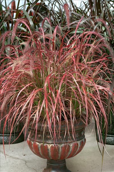 Pennisetum setaceum Fireworks im Topf