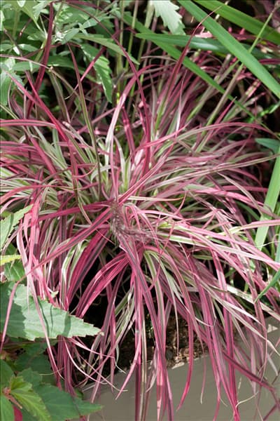 Pennisetum setaceum Fireworks