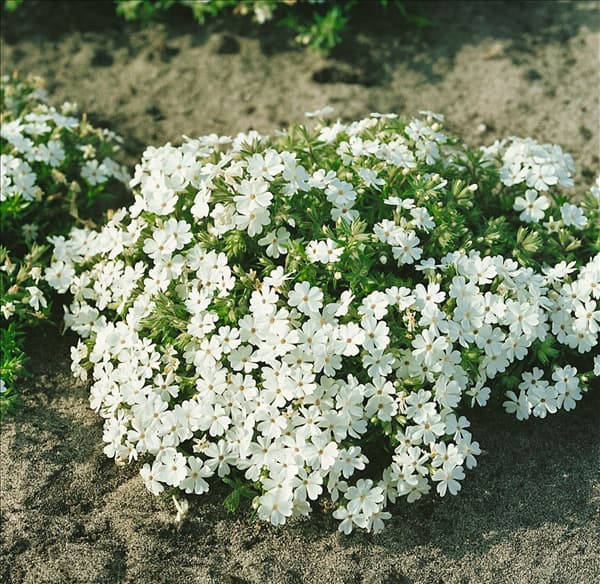 PHLOX SUBULATA ALBA