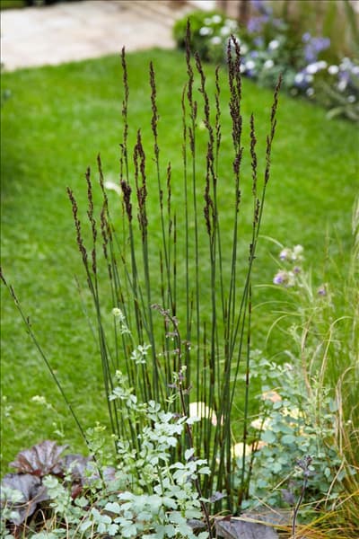 Molinia caerulea