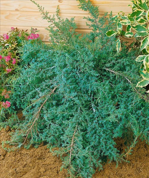 JUNIPERUS COMMUNIS HORNIBROOKII