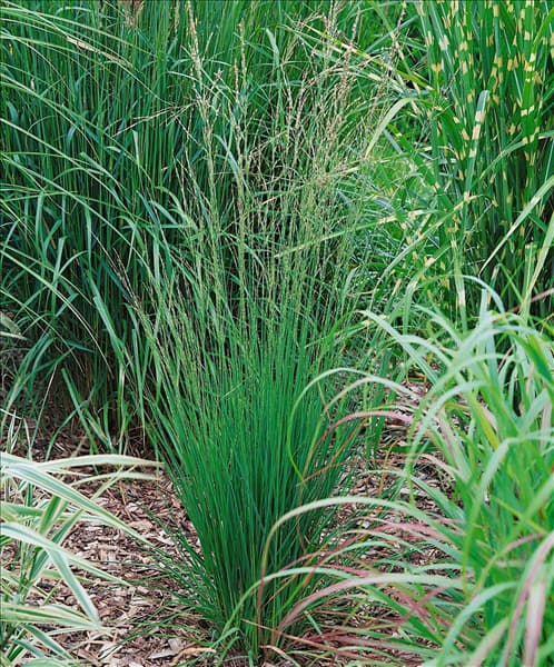 MOLINIA CAERULEA HEIDEBRAUT