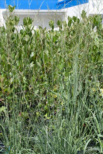 Molinia caerulea Strahlenquelle