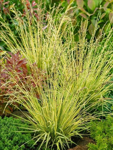 Molinia caerulea Variegata