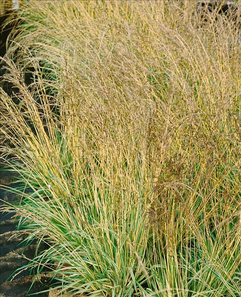 Molinia caerulea Variegata