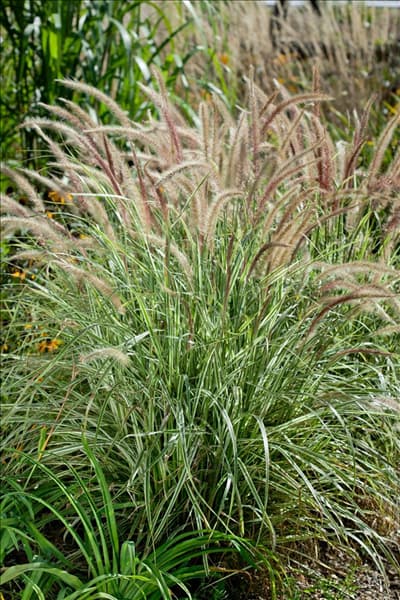 Pennisetum Sky Rocket