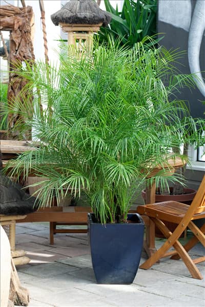 Phoenix roebelenii