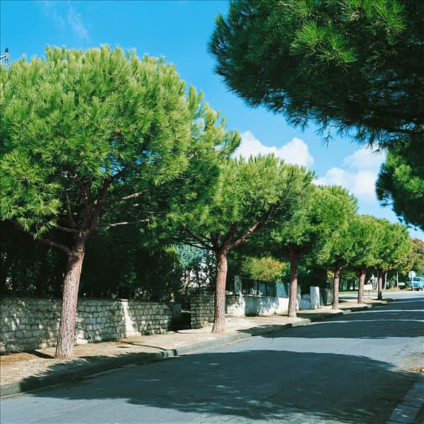 PINUS PINEA/ALLEE
