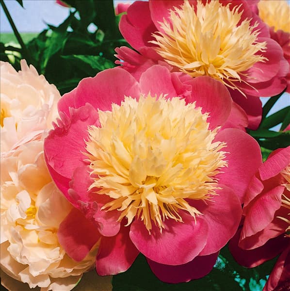 Paeonia lactiflora Bowl of Beauty