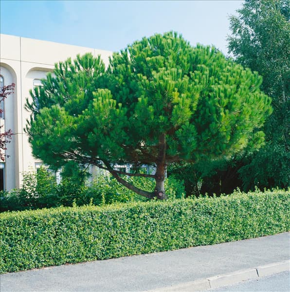 Pinus pinea