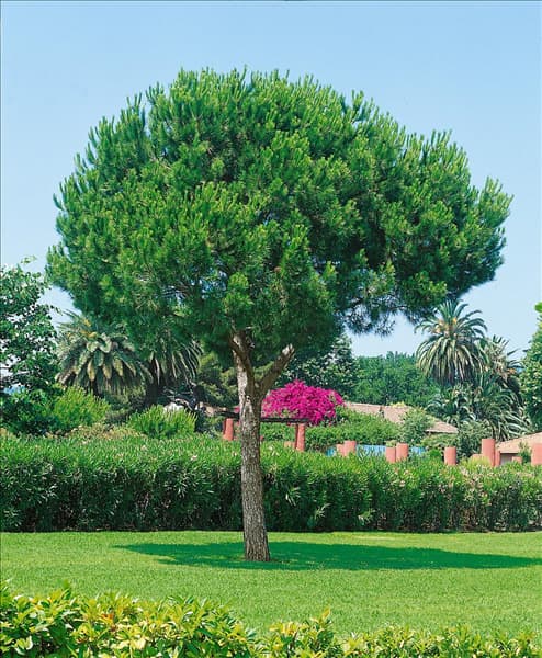 PINUS PINEA