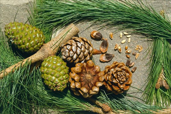 Pinus pinea / Zapfen und Samen