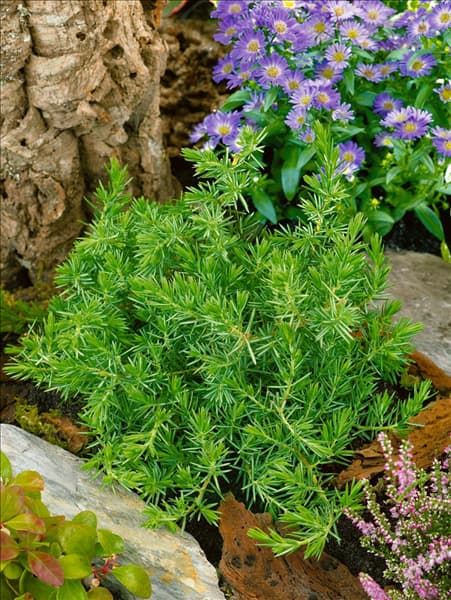 Juniperus conferta Blue Pacific