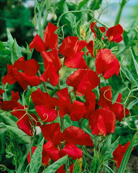 LATHYRUS ODORATUS / RED