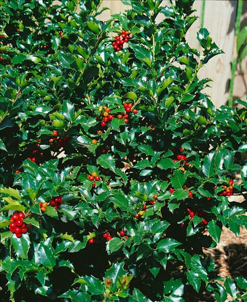 ILEX X MESERVEAE TYPE BLUE MAID/DETAIL