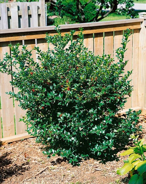 ILEX X MESERVEAE TYPE BLUE MAID