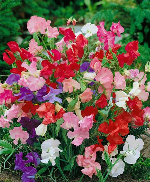Lathyrus odoratus mixed Dwarf Bijou mixed
