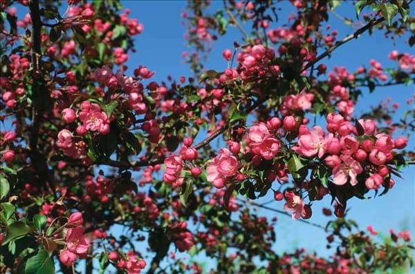 MALUS RUDOLPH